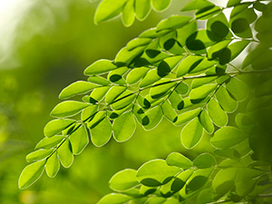 Le Moringa