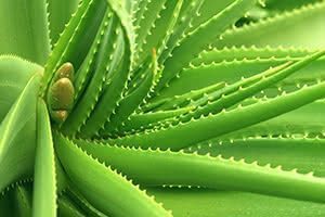 L'Aloe vera