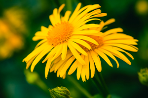 Arnica montana