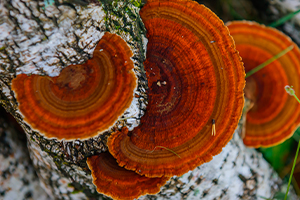 Le Chaga