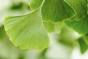 Le Ginkgo