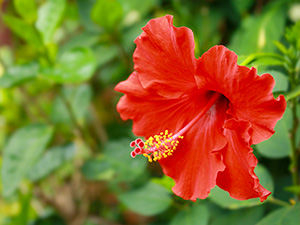 Les Fleurs d’Hibiscus