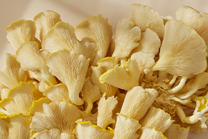 Le Pleurote Jaune