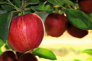 La Pomme