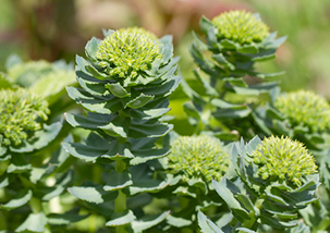 Rhodiola