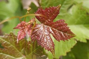 La Vigne rouge