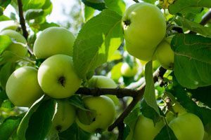 Le Vinaigre de Cidre